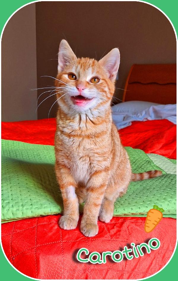 Carotino, 3 mesi di pura tenerezza Foto 4